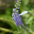 [Bretagne] papillons au parc botanique de Haute Bretagne