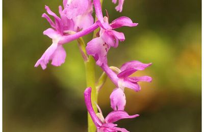 Orchis mâle : Orchis mascula