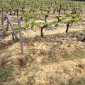 La vigne en Médoc: du beau et du moins beau