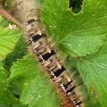 Le Bombyx du Chêne (Lasiocampa quercus)