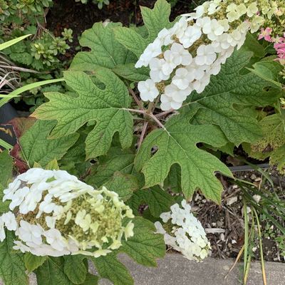 Mon petit jardin joli.....