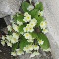 Mes fleurs de mon jardin