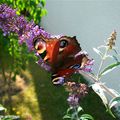 Le Buddleia Davidii 'Nanho Blue' n'a pas usurpé son surnom!