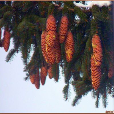 2011 !!!! Vous avez dit 2011 ?