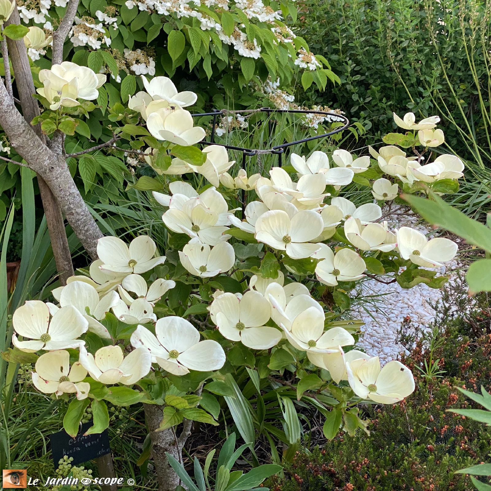 Cornus Kousa Venus