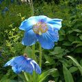 Les Meconopsis ces pavots qui aiment l'ombre