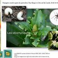 👨‍🌾 Vos feuilles sont crénelées et forment de belles dentelles? par Paysagiste Pays Basque.