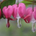 Snifff ...j'avais pas de muguet ce matin!