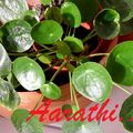 Pilea peperomioides /Chinese Money Plant