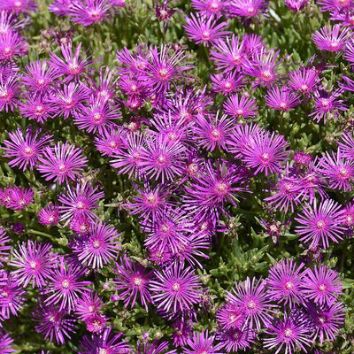 Les fleurs du Samedi N° 343 du 13-12-25