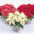 L'Etoile de Noël ou poinsettia