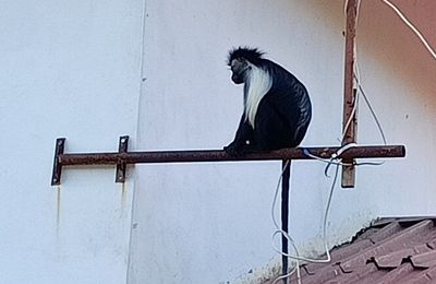 Colobus Conservation - Diani , Kenya 2021