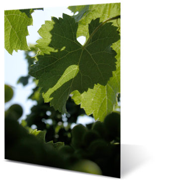 De la chimie lourde à la viticulture durable