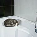 Le bain du Chat