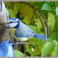 La mésange bleue