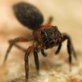 petite salticidae "rouillée" 2-3 mm