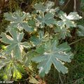 Un géranium à grosses racines et feuillage panaché