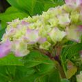 Comment le rose vient aux joues de l'hortensia ?