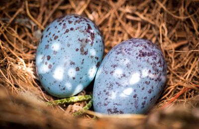 Les œufs bleus des dinosaures / Eliane