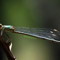 Agrion blanchâtre