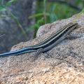 Lézard à queue bleue