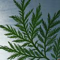 L' OMS interdit la plante Artemisia annua, plus grand remède contre le cancer qu'elle éradique en 16heures