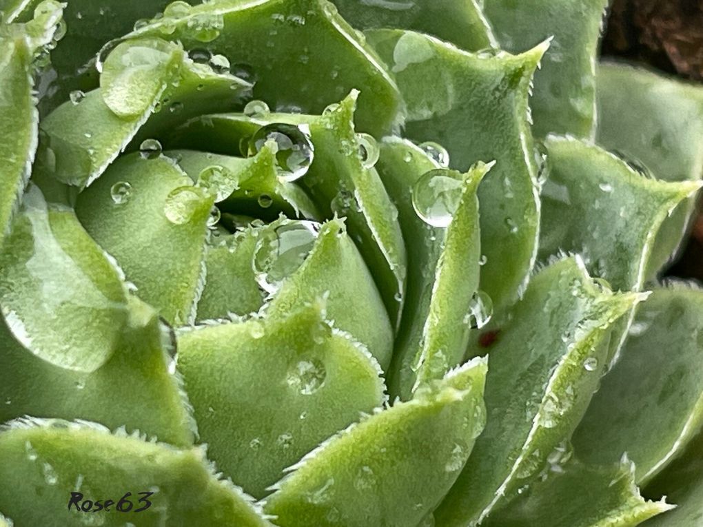 Lundi 29 sept 2025 un bol d'air au jardin c'était le 25 sept 2025 Mon diapo s'en suit 