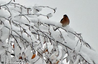 Les caprices de Novembre d'une année à l'autre...