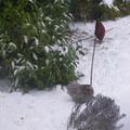 Les poules dans la neige