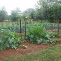 Des nouvelles du jardin ...