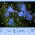 SEEDS OF LOVE 2016