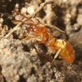 Lasius flavus