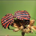 La Punaise arlequin , Graphosoma italicum , insecte hétéroptère