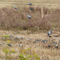 les pigeons de la ville mangent à la campagne