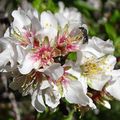 ABEILLES ET FLEURS D'AMANDIER BARRANCO DE GUAYADEQUE (île de Gran Canaria)