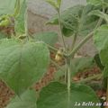 Guirlande de physalis pour faire de beaux rêves