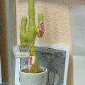 Doux cactus...