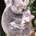 2- Le Koala.