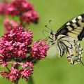 MACHAON