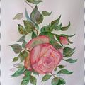 Aquarelphy ; roses Pierre de Ronsard