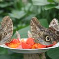 Le papillon hibou/ Owl butterfly