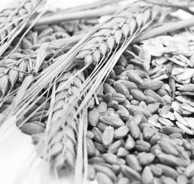 Le 3 janvier 1790 à Mamers : nouveau corps de garde et prudhommes aux prix des grains.