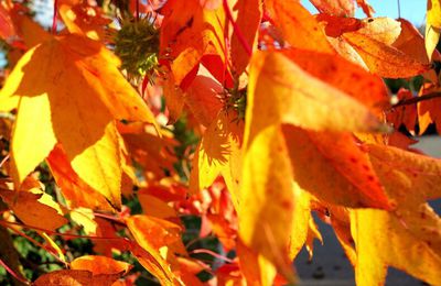 Le liquidambar et le platane