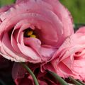 Expo marché de printemps à Luray (28)