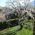 A l'ombre du cerisier en fleurs