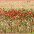 COQUELICOT AU MIEL ............