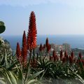 Jardin exotique sur Monaco