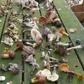 Compte-rendu : Mycologie en forêt de Rougeau