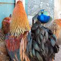 Shooting &agrave; la ferme...!