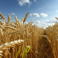 DES HECTARES DE VERDURE À BEZANNES QUI NE COUTENT RIEN ?